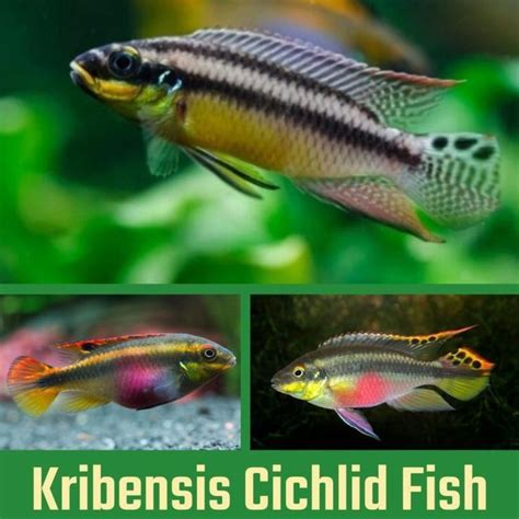 cichlid fish|Cichlids: Care Guide & Species Profile .